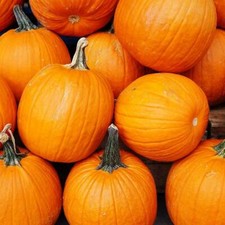 Pumpkin Jack O’Lantern Seeds