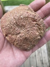 Dinosaur egg fossil