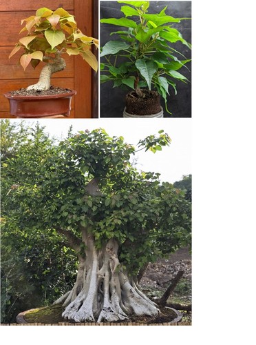 Sacred fig ficus religiosa - sacred, |