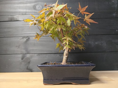 Japanese maple bonsai - japanese,