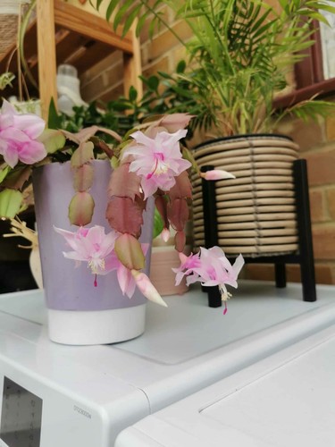 Christmas cactus schlumbergera - christmas, cactus-schlumbergera