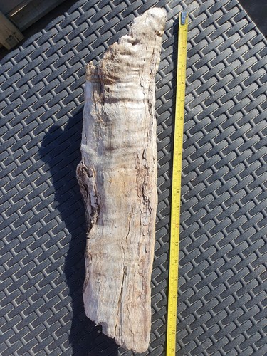 Large 19cm tree trunk - , section