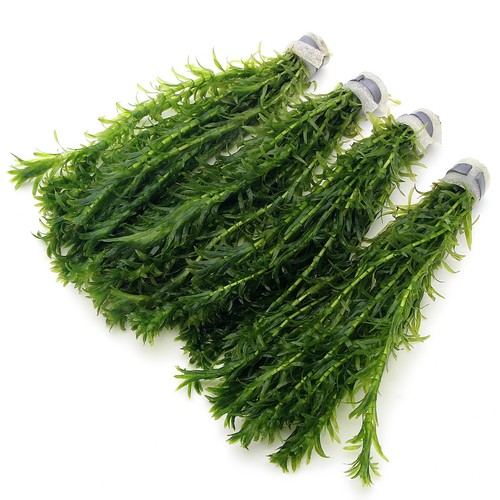 K2aqua bunches - 4, stems)