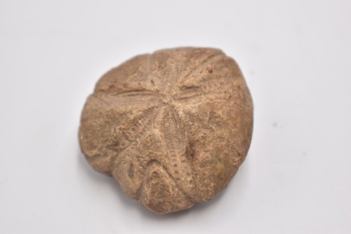 Fossil sea urchin cretaceous - urchin,