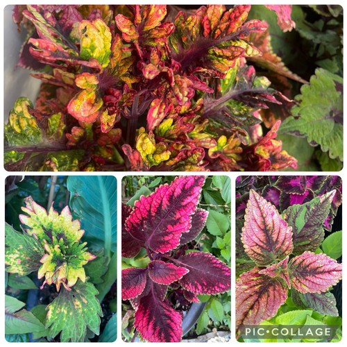 New rare variety colourful - rare,