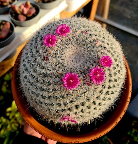 Mammillaria hahniana the - hahniana, old