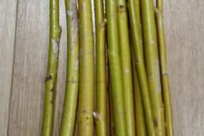 10 x Weeping Willow Cuttings tree cutting fresh willow cutting living whips rods