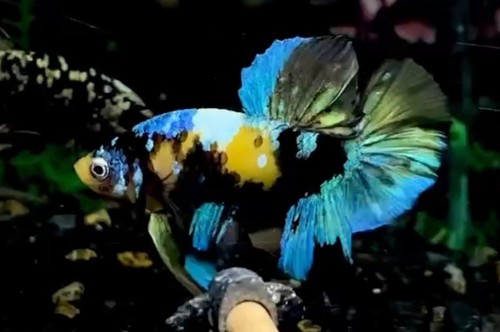 Wysiwyg live betta - fish,