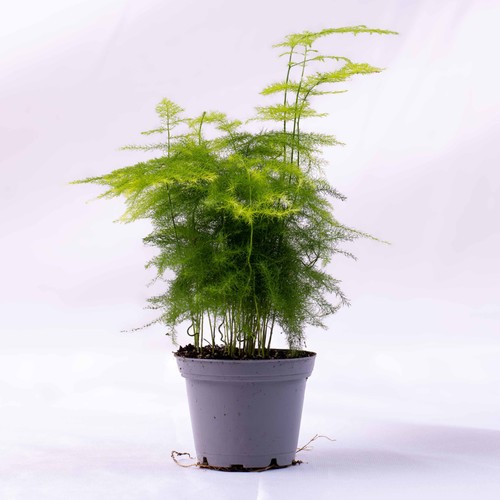 Asparagus setaceus plumosa