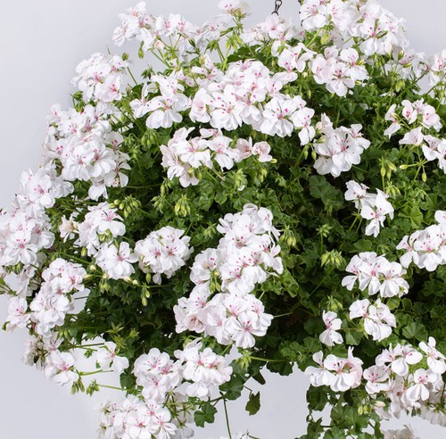 Trailing geranium ivy leaf - 6,