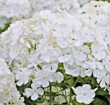 300x phlox drummondii whipped - phlox,
