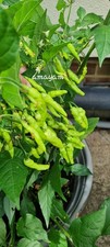 Naga Morich-Bhut Jolokia-white