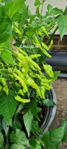 Naga morich bhut jolokia - naga, morich-bhut