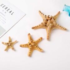 Natural Dried Starfish -
