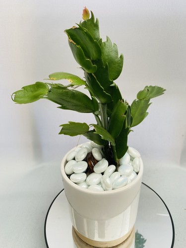 Cactus thanksgiving - |,