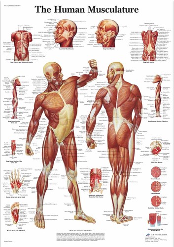 Human skeleton anatomy - human,