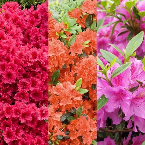 Azalea plants 9cm pots - x,