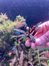 Bucephalandra  Catherine rare On Lava Rock Live Aquarium Plants for Fish Tank