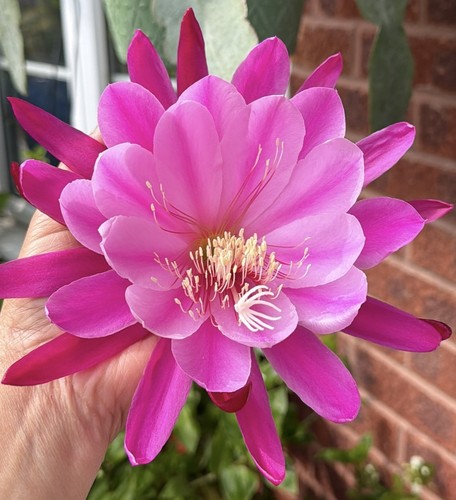 Epiphyllum sarah courant - “sarah,