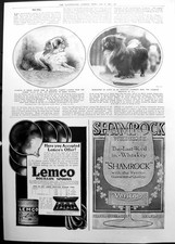 Old Pekingese Dogs Britain