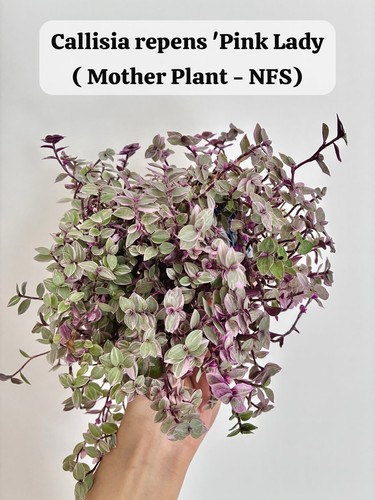Indoor houseplant callisia - houseplant,