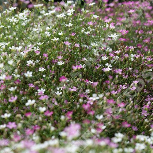 Gypsophila muralis cotton - gypsophila,