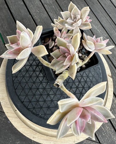 Graptopetalum victor kane - graptopetalum,
