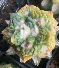 Rare Ariocarpus Fis Hybird 'Godzilla' Random G rafted Variegated