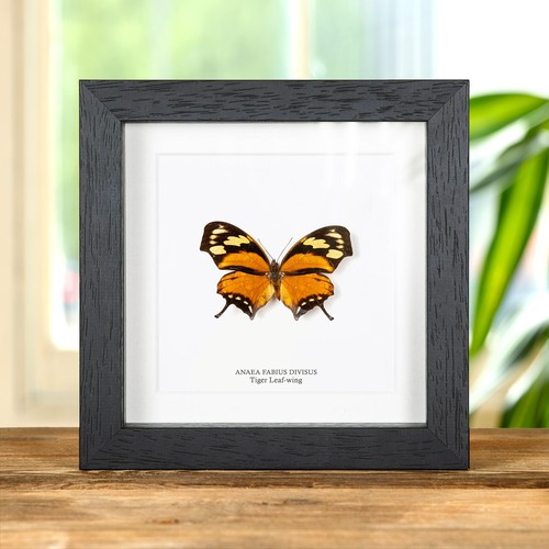 The tiger leaf wing butterfly - tiger,