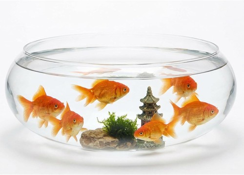 Large glass fish bowl 84 - glass,