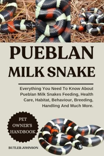 Pueblan milk snake - milk,