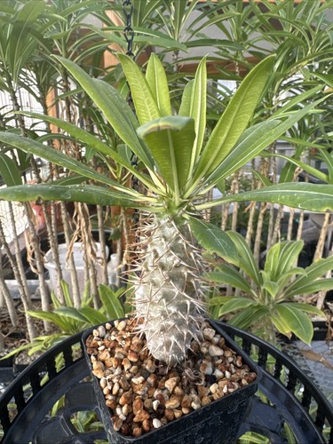 Pachypodium fiherense