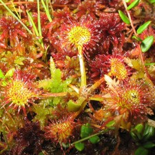 Drosera Rotundifolia - 15