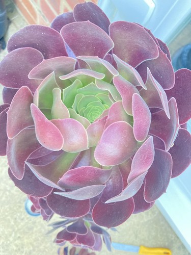Aeonium succulent - aeonium,
