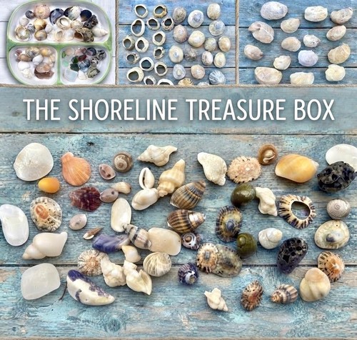 Natural sea shells beach mixed - natural,