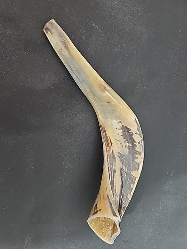 Rams horn polished - 12.5", black