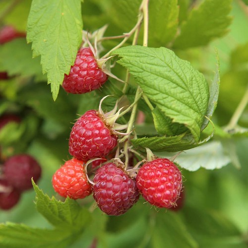 Raspberry twotimer sugana red - raspberry,