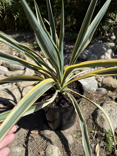 Yucca gloriosa variegated - yucca,