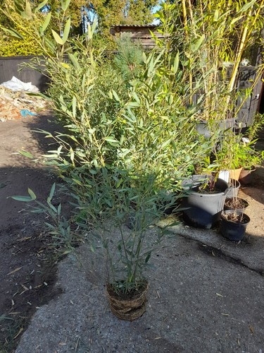 Phyllostachys bissetii bamboo