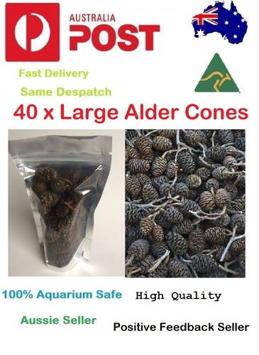 Large black alder - black, cones