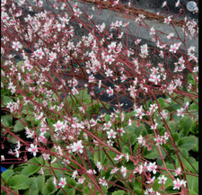 London Pride Saxifrage  urbium