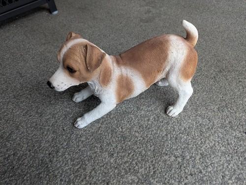 Hotant jack russell - jack, terrier