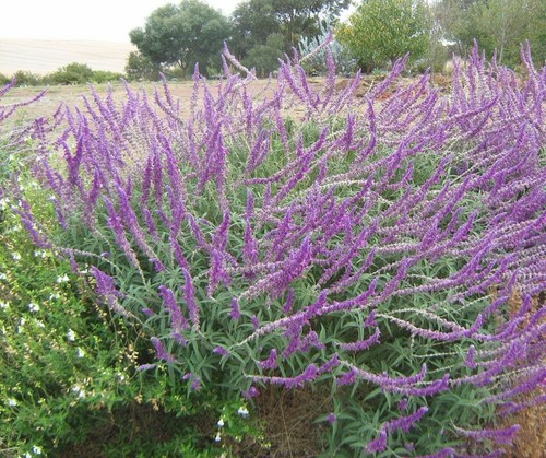 Salvia leucantha mexican bush - salvia,
