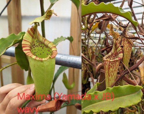 Nepenthes maxima wavy - nepenthes, (yamada