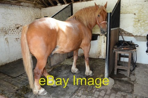 Photo 6x4 suffolk punch - suffolk, a