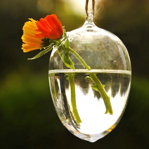 Hanging plants planter flower - plants,