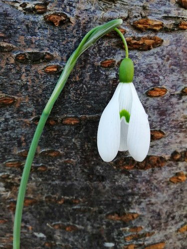 Galanthus magnet - 1,