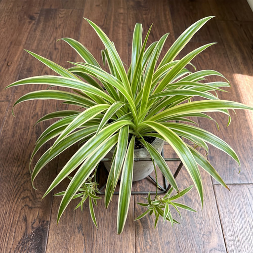 Variegated spider plant pup - variegated,