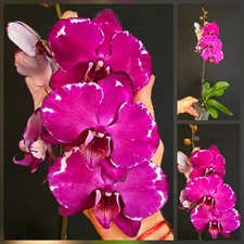 Phalaenopsis "Malwa". Very