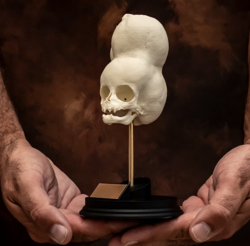 Boy bengal skull - boy, of